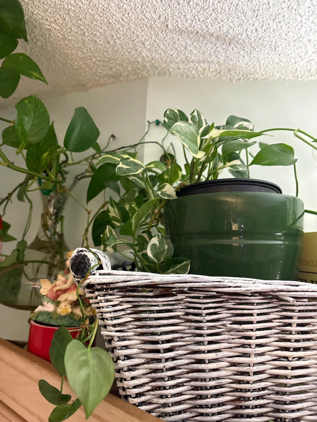 Pothos Plant in Green Pot - photo 2