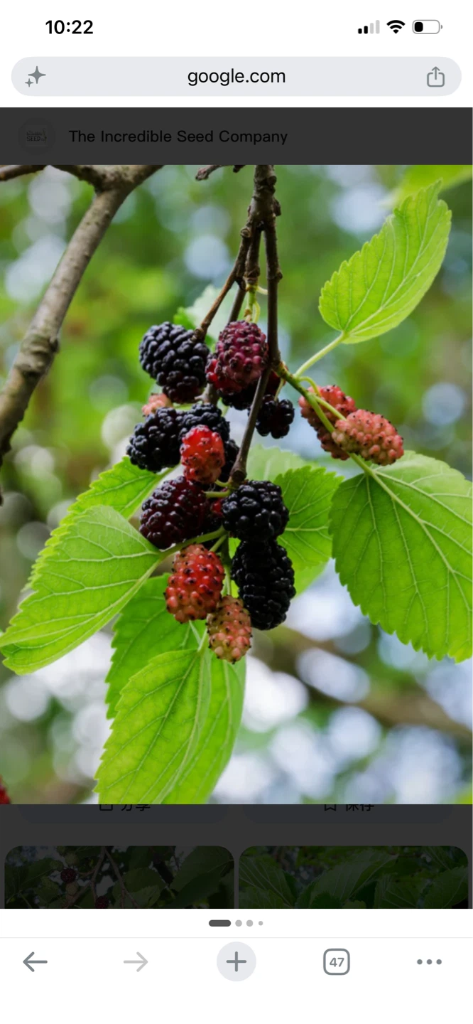 Black Mulberry Tree - photo 4