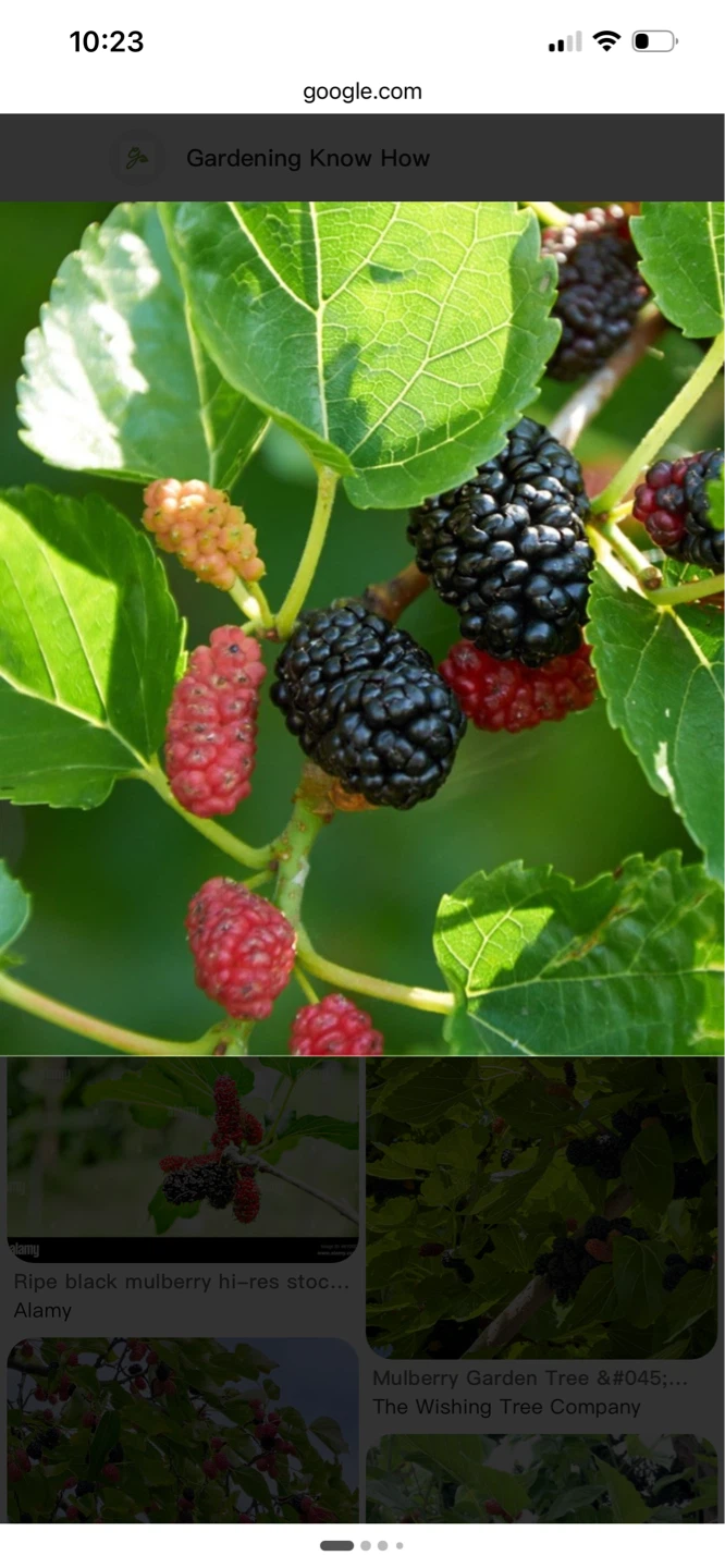 Black Mulberry Tree - photo 3