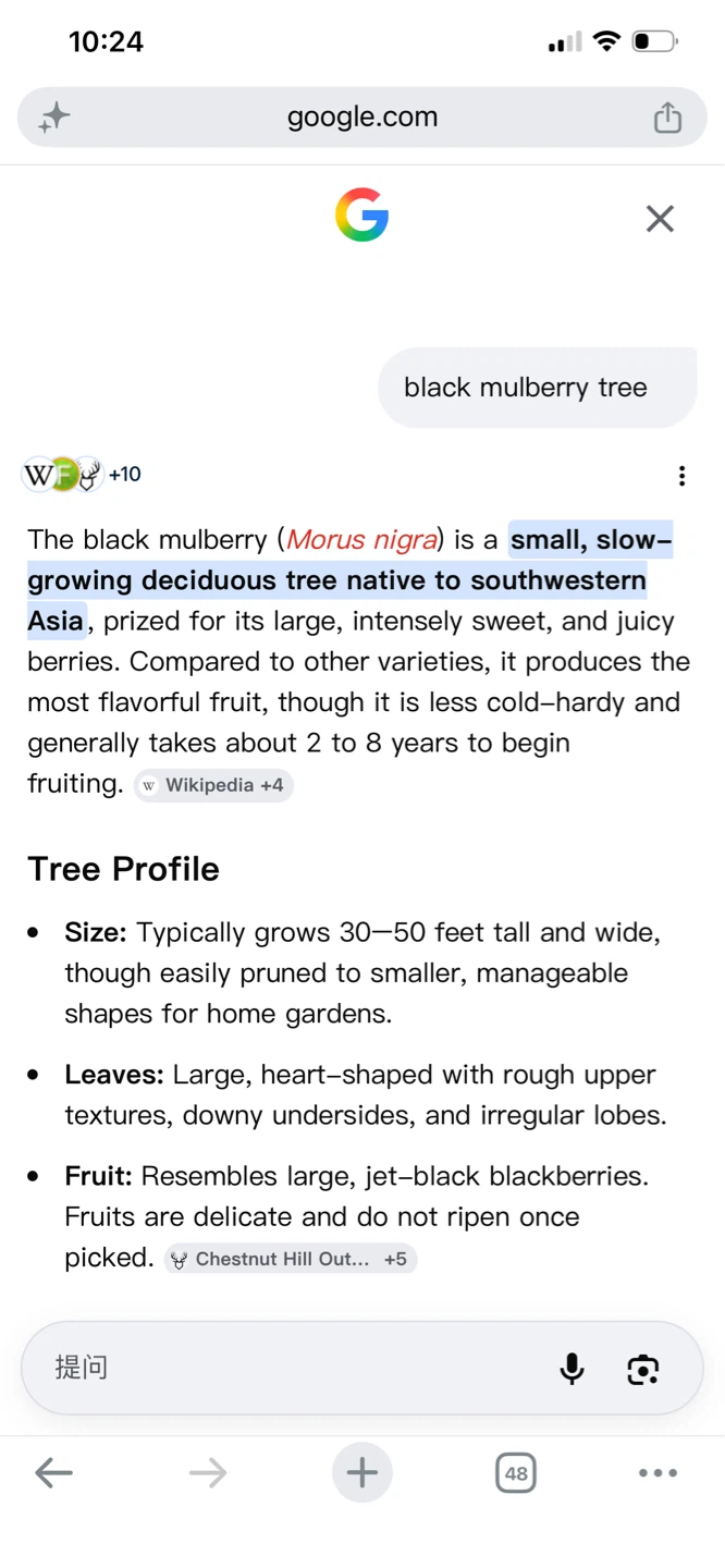 Black Mulberry Tree - photo 5