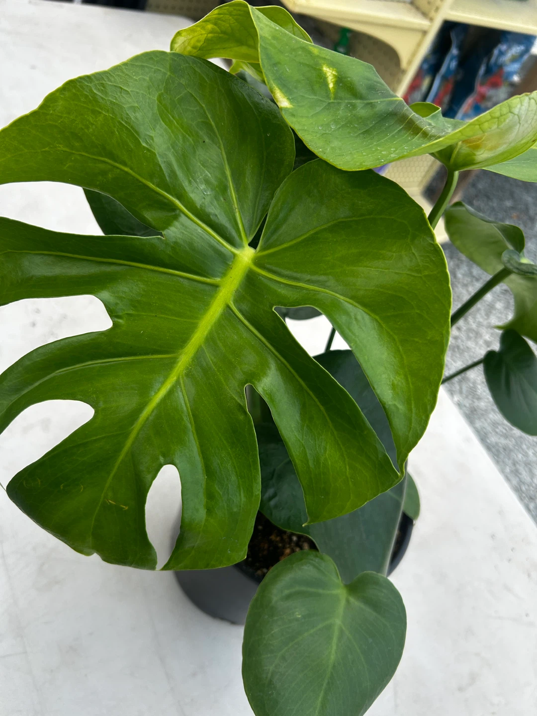 Monstera Plant for sale