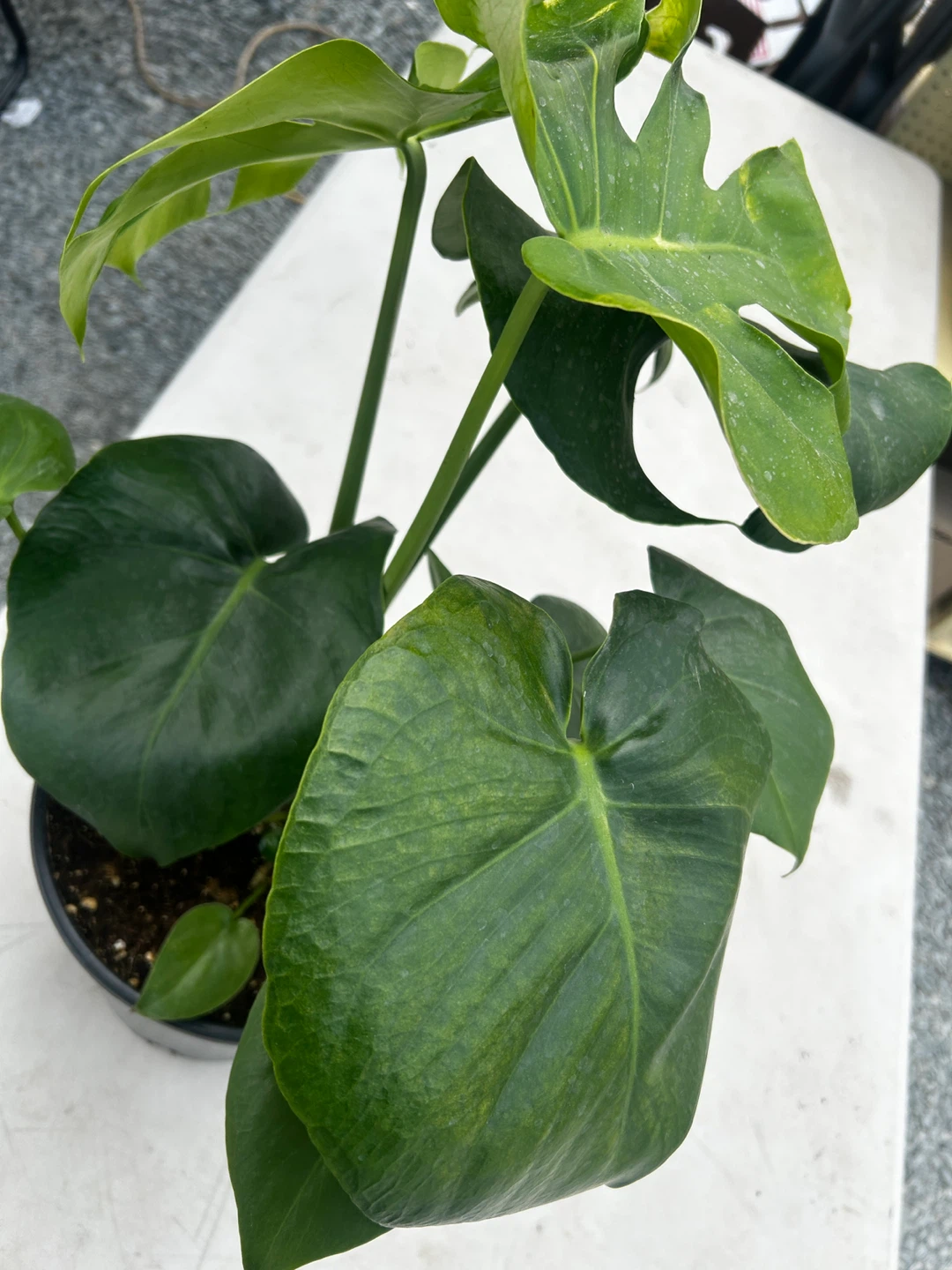 Monstera Plant for sale - photo 3