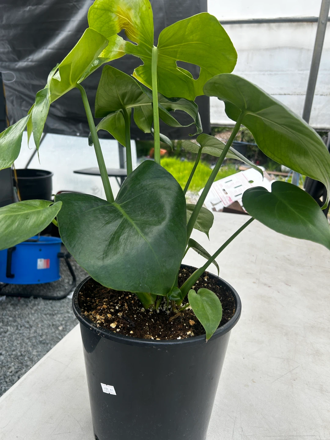 Monstera Plant for sale - photo 2