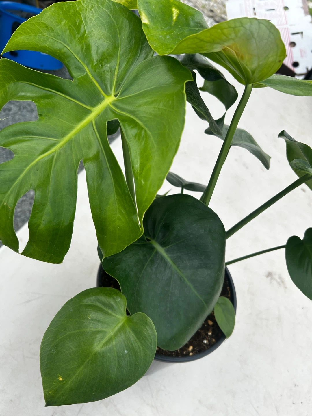 Monstera Plant for sale - photo 4