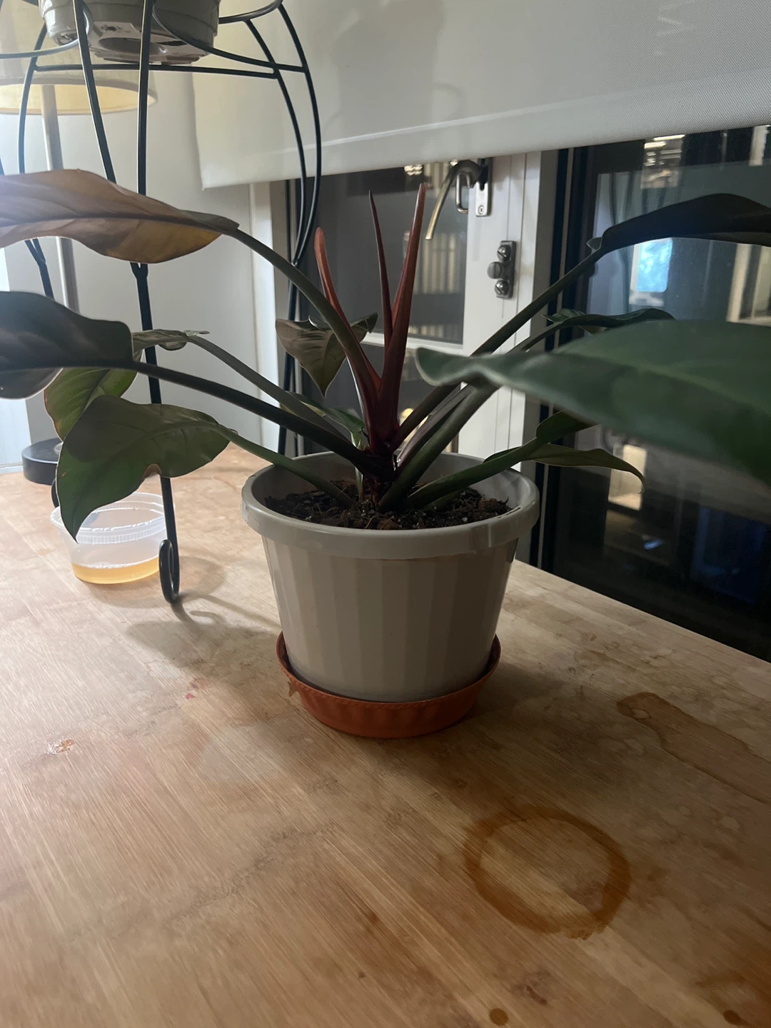 Philodendron Plant in Pot - photo 2