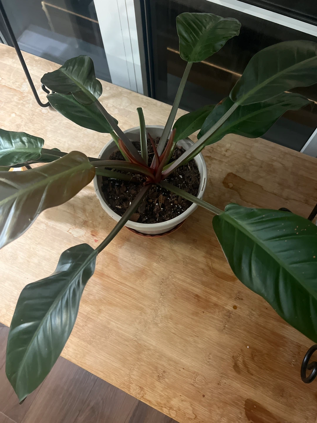 Philodendron Plant in Pot