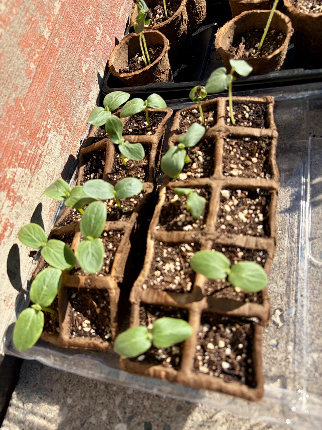Okra and Cucumber seedlings in Biodegradable Pots - photo 2