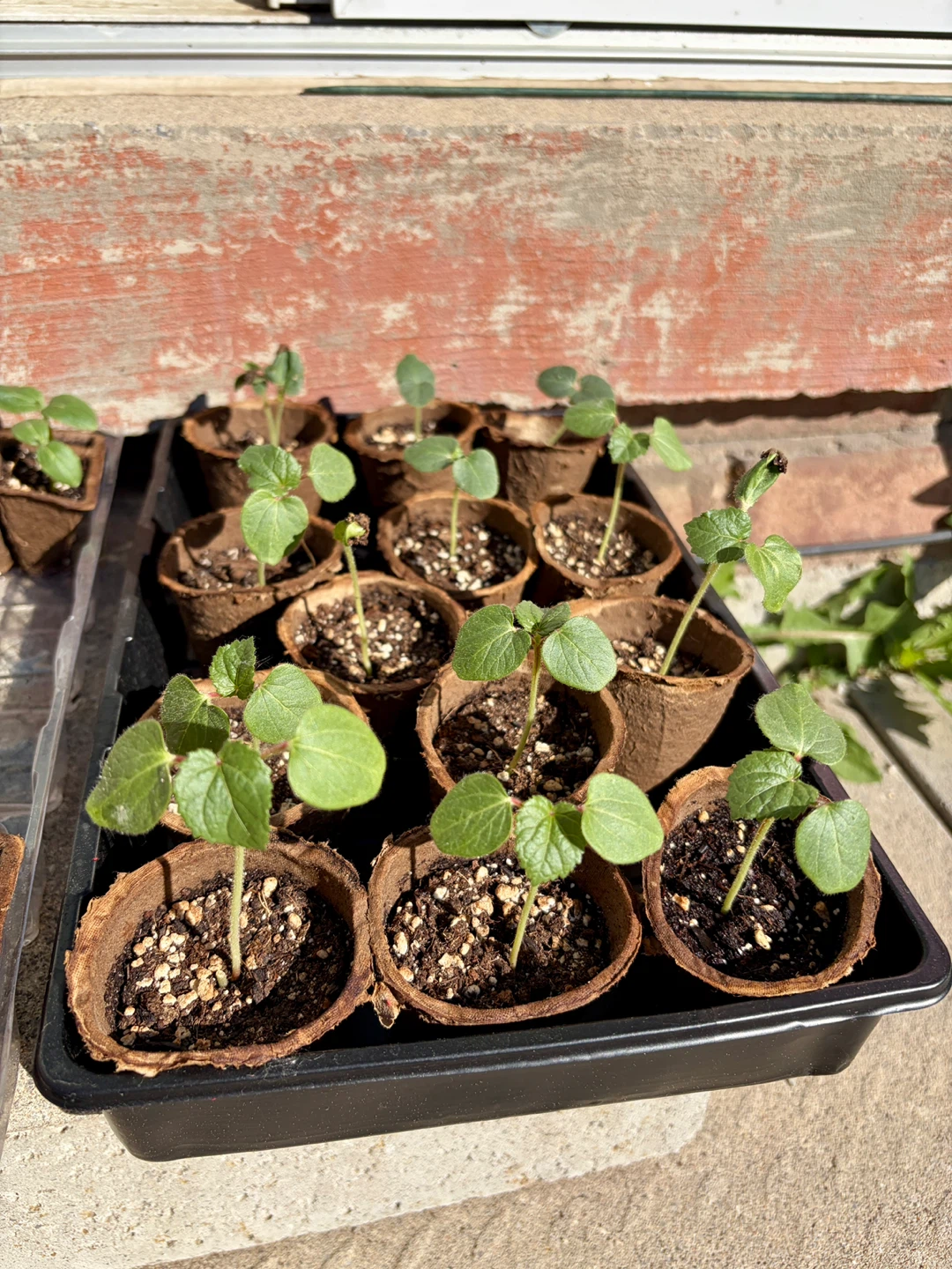 Okra and Cucumber seedlings in Biodegradable Pots