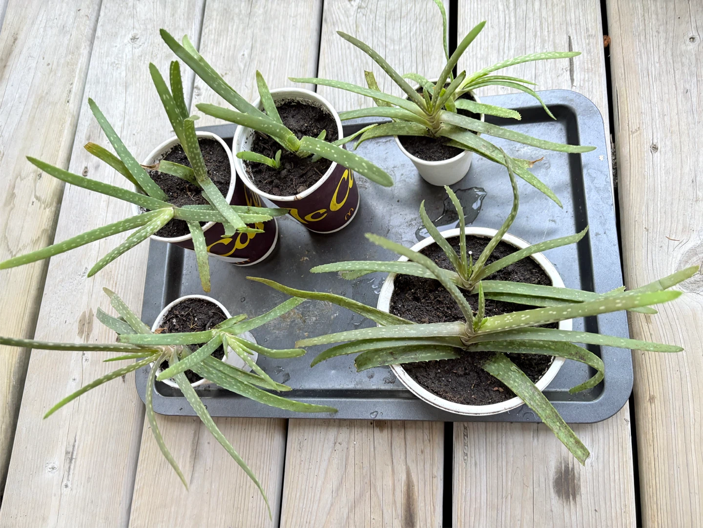 Aloe Vera Plants - Set of 5