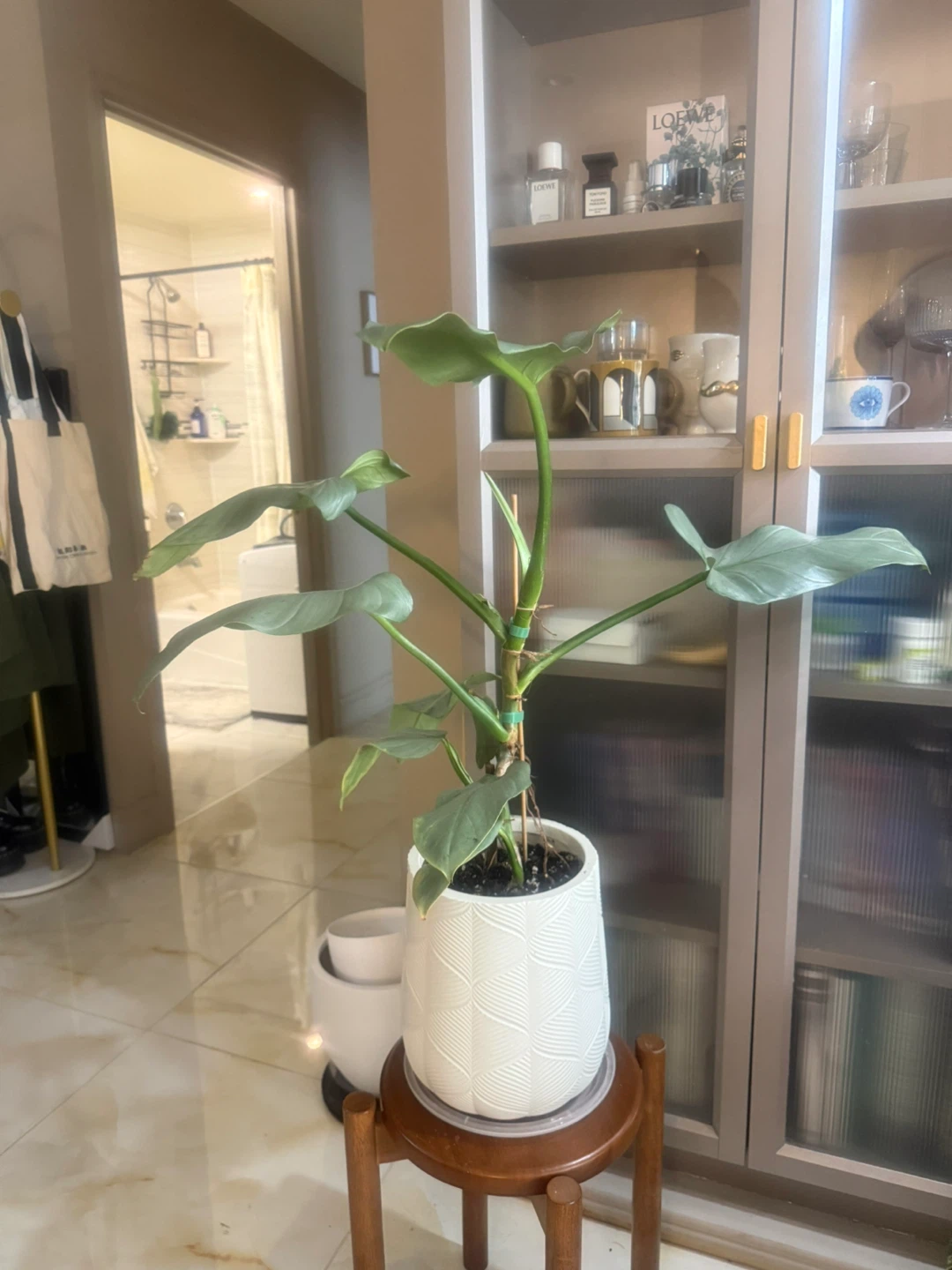 Huge size flowering Philodendron Silver Sword - photo 3