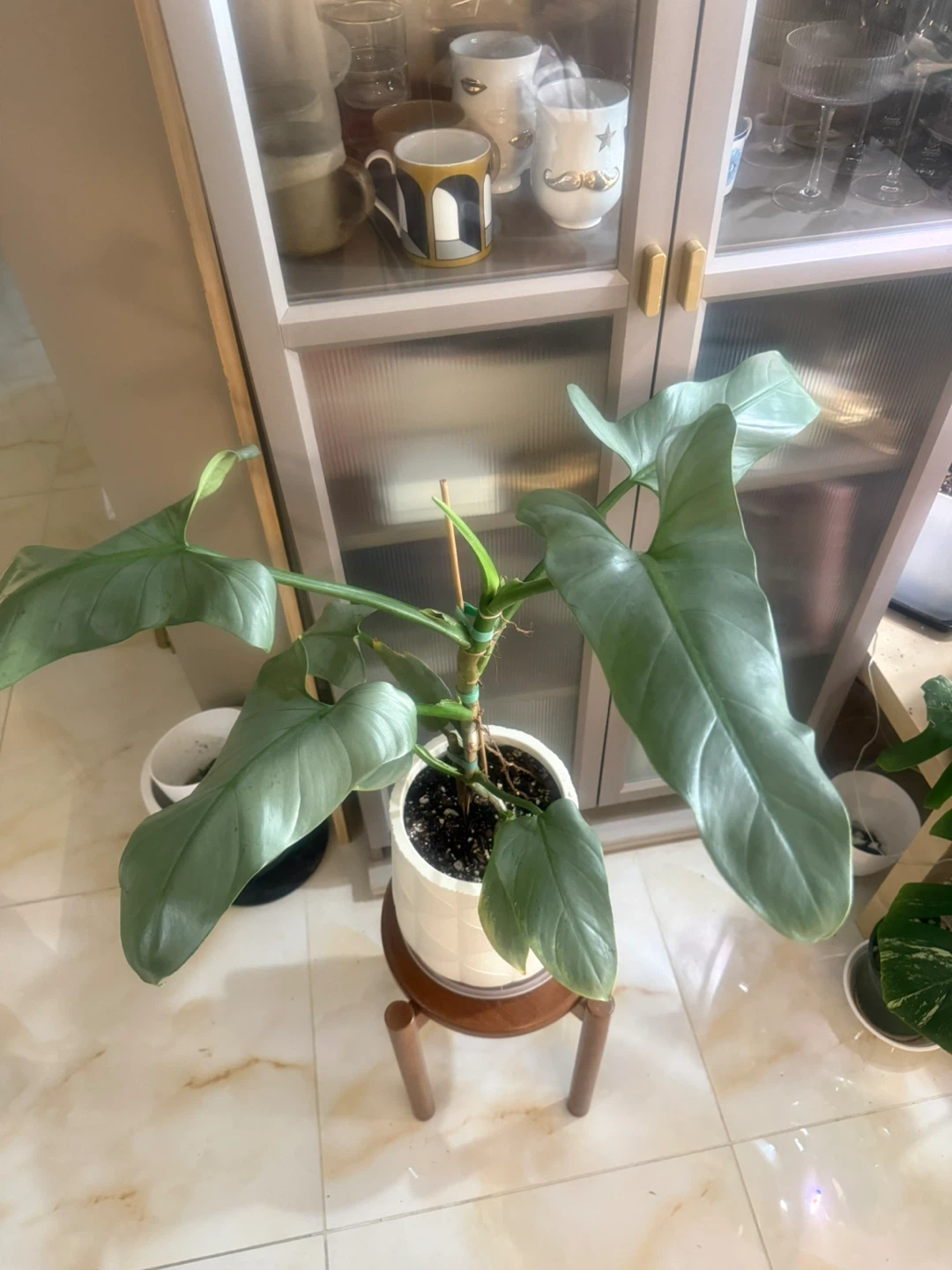 Huge size flowering Philodendron Silver Sword