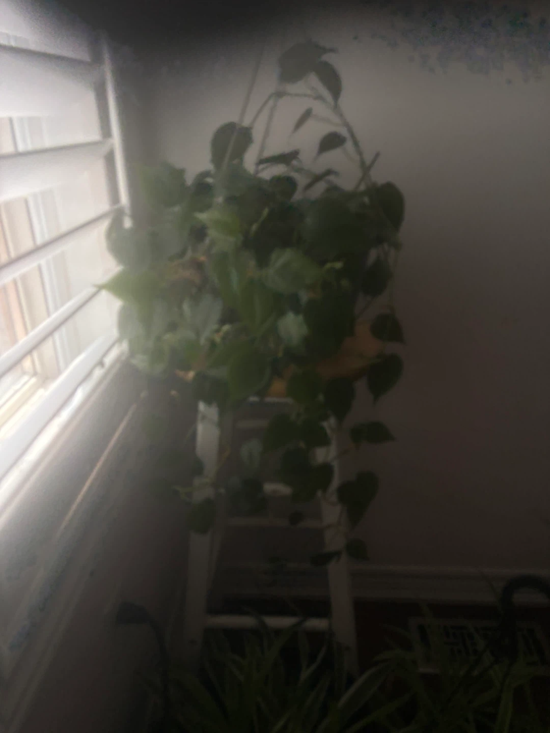 Wandering Jew Plant Collection - photo 2