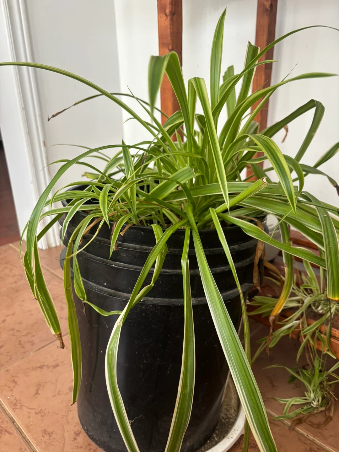 Wandering Jew Plant Collection - photo 5