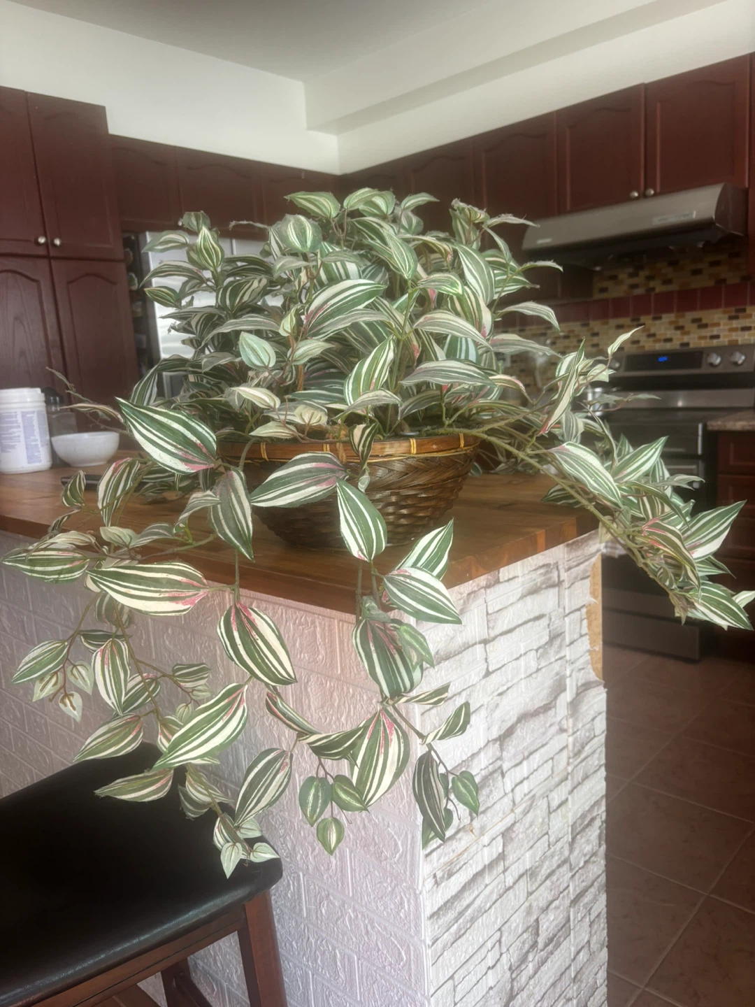 Wandering Jew Plant Collection