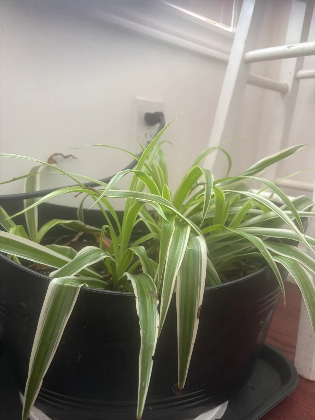 Wandering Jew Plant Collection - photo 3