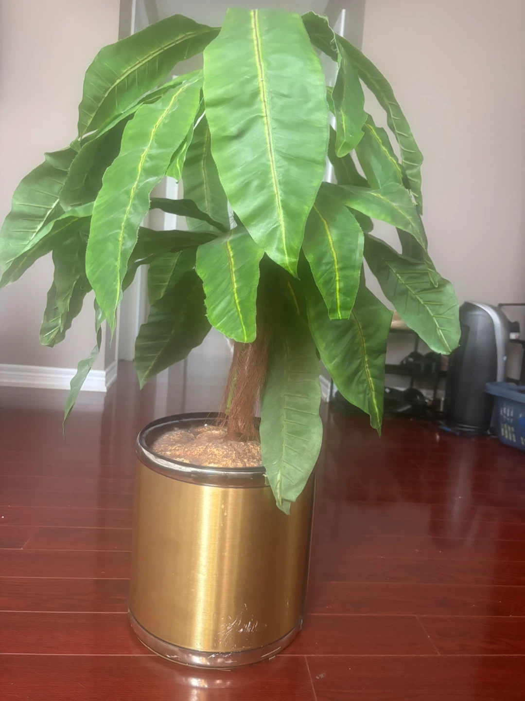 Wandering Jew Plant Collection - photo 4