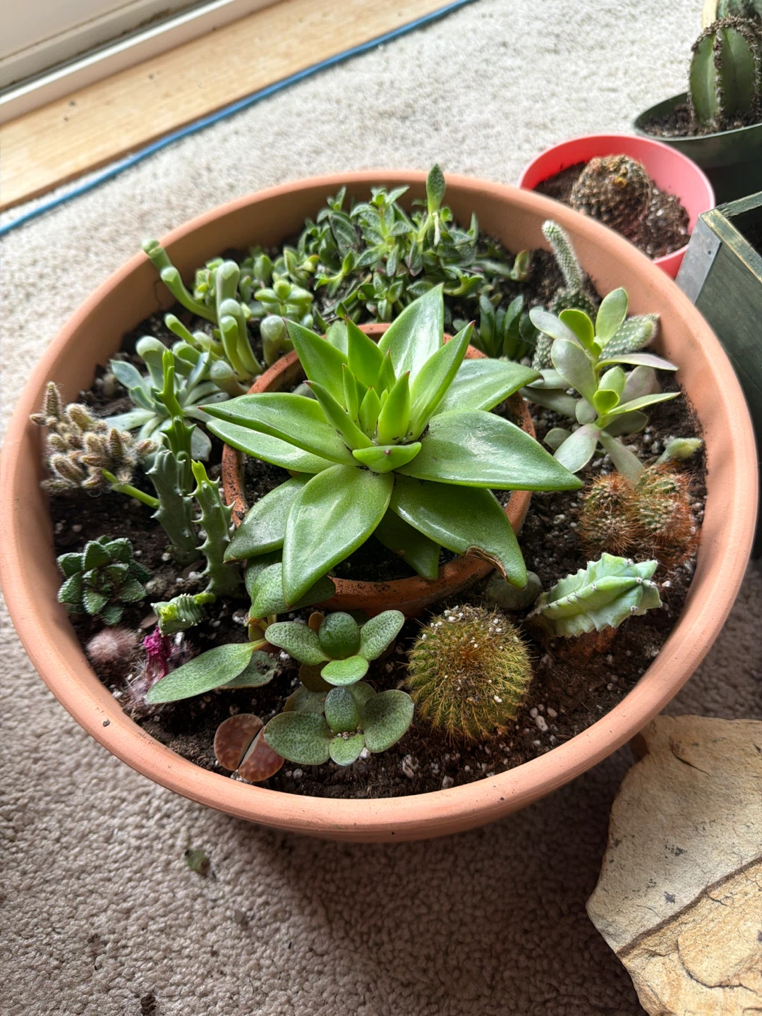 Assorted Succulent and Cactus Collection in Terracotta Pot