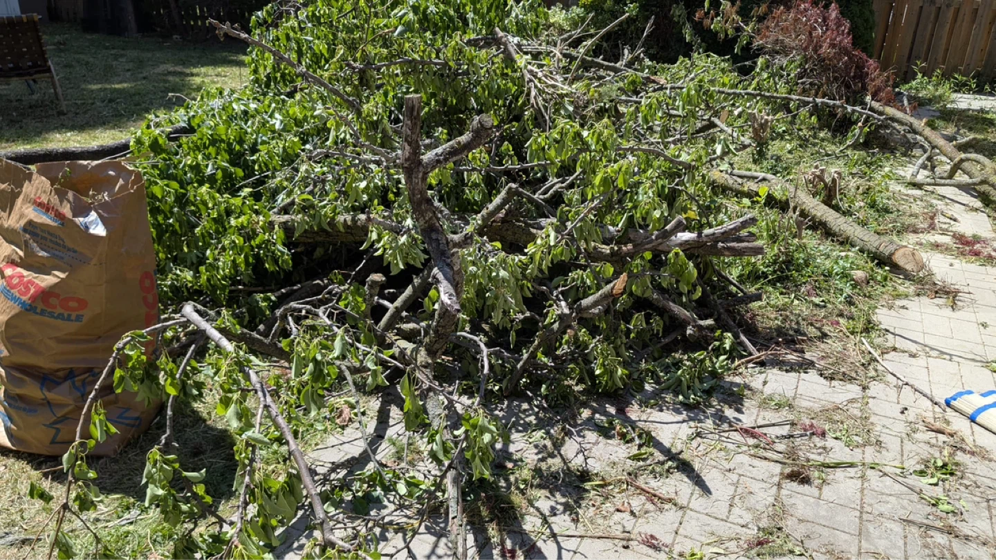 Free Wood – Trunk and Branches Available - photo 3