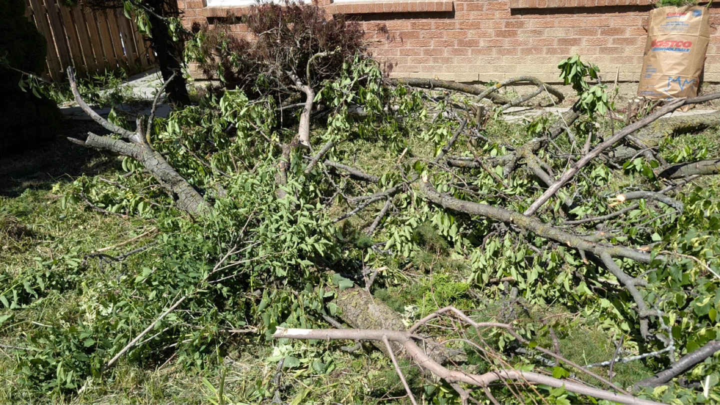 Free Wood – Trunk and Branches Available - photo 4