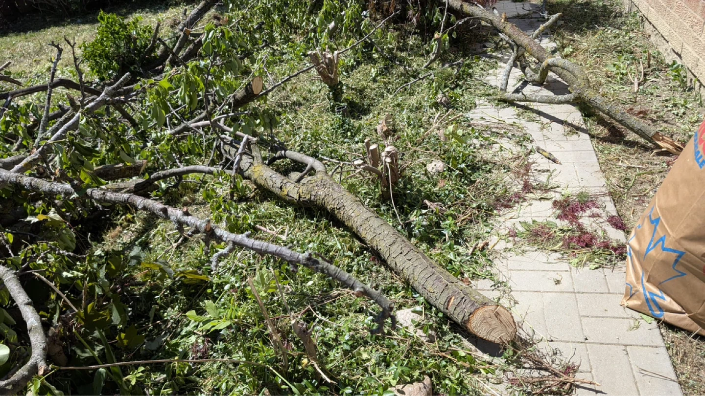 Free Wood – Trunk and Branches Available - photo 2