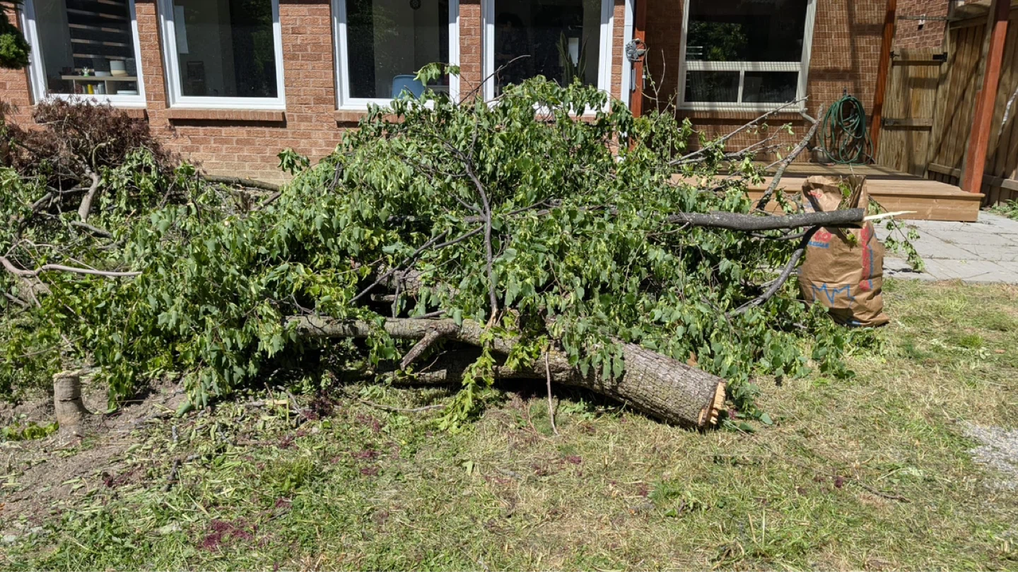 Free Wood – Trunk and Branches Available - photo 5