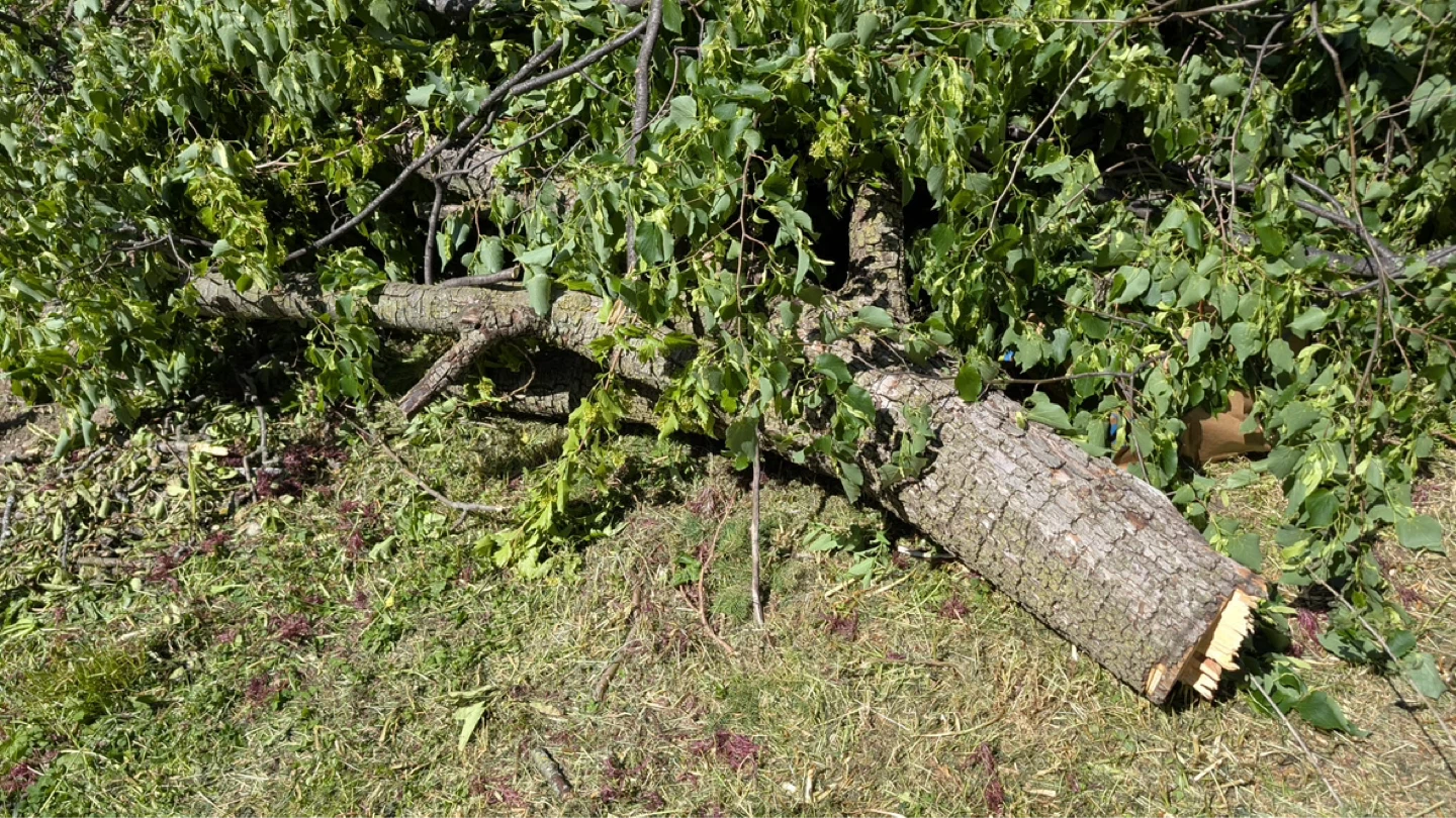 Free Wood – Trunk and Branches Available