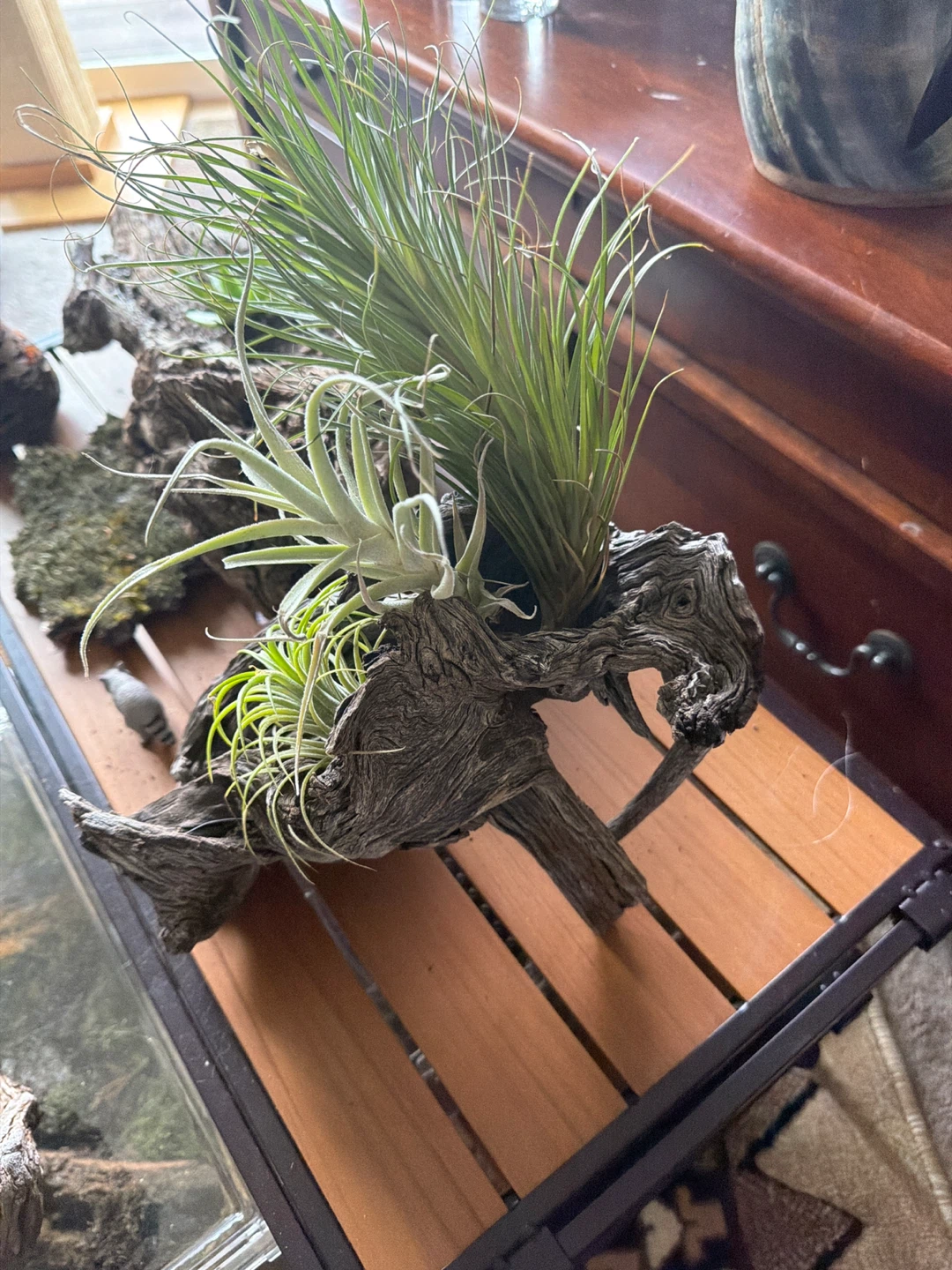 Driftwood Air Plant Display