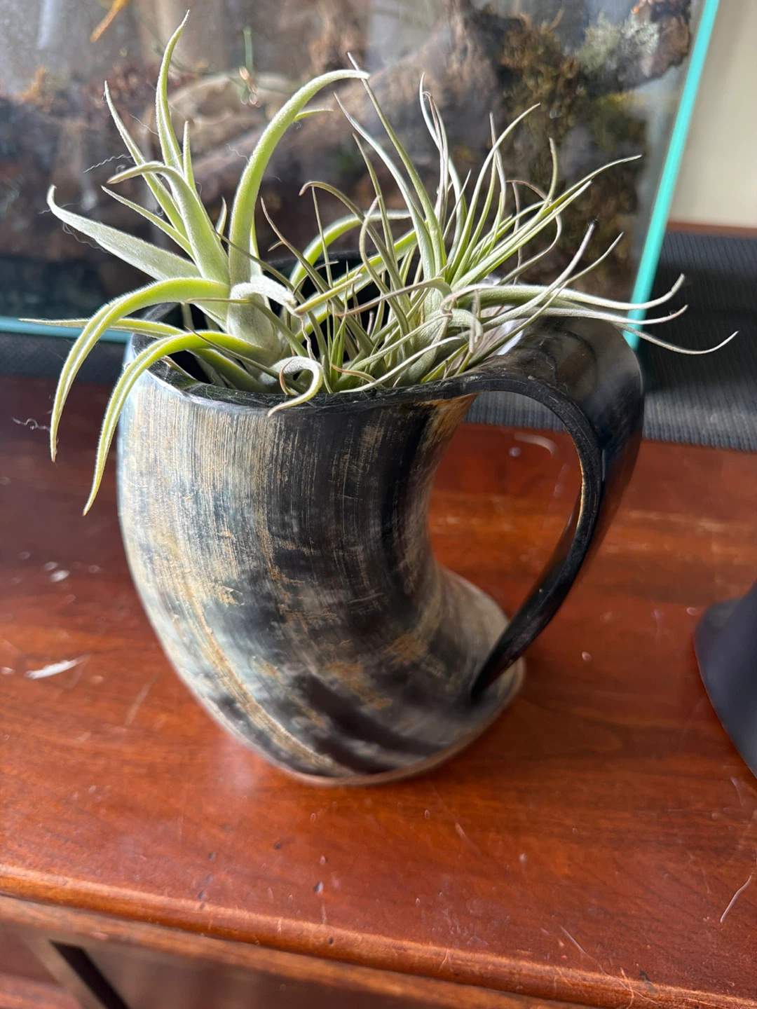 Unique Horn Planter with Air Plants