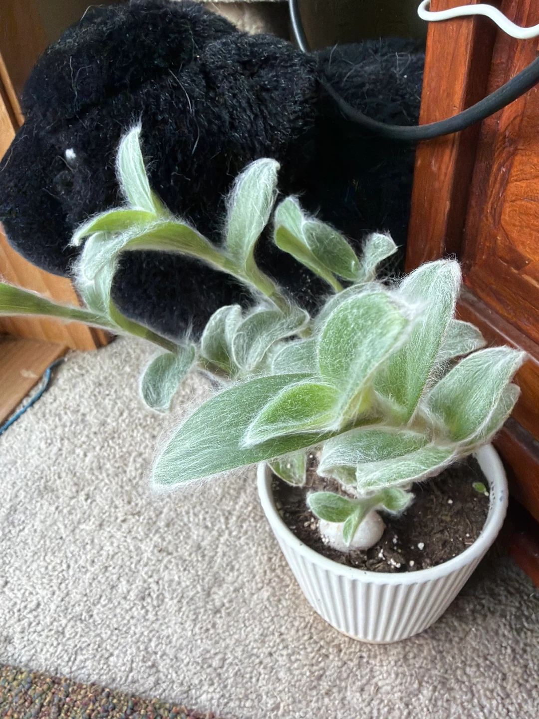Cobweb Spiderwort Plant in White Pot