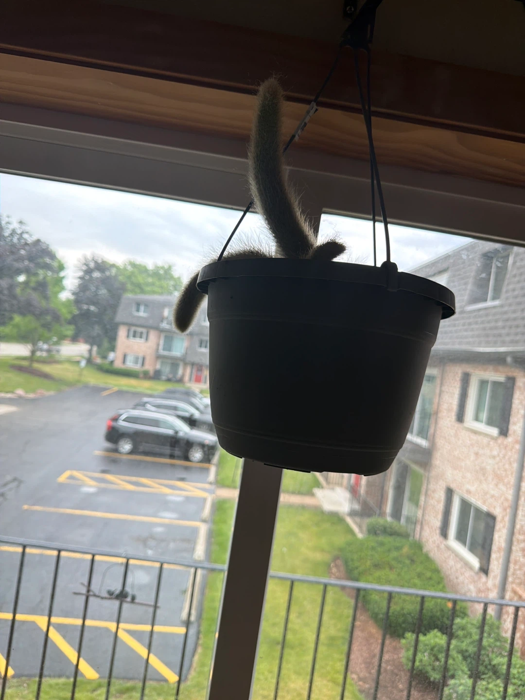 Hanging monkey tail cactus - photo 2