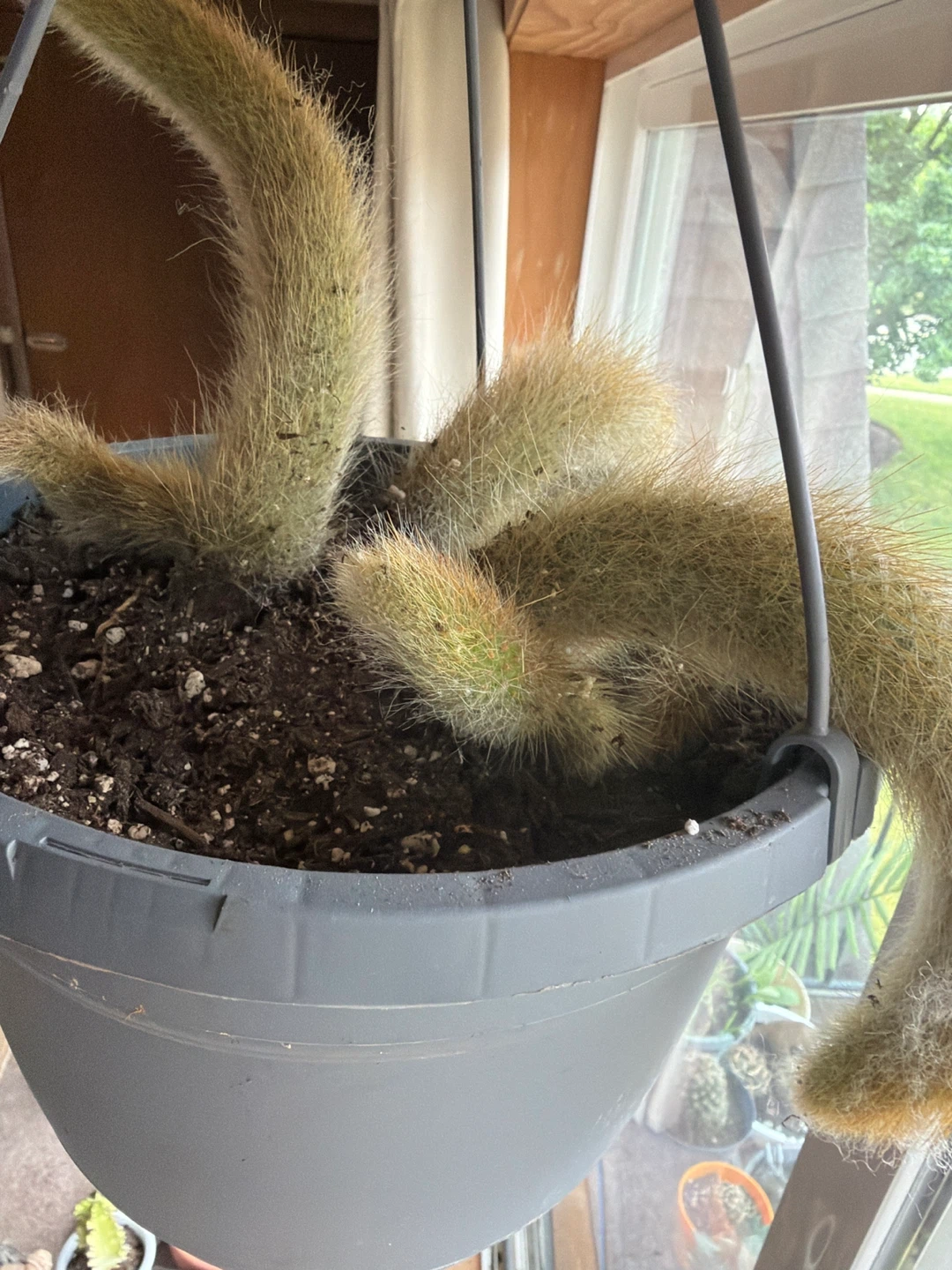 Hanging monkey tail cactus