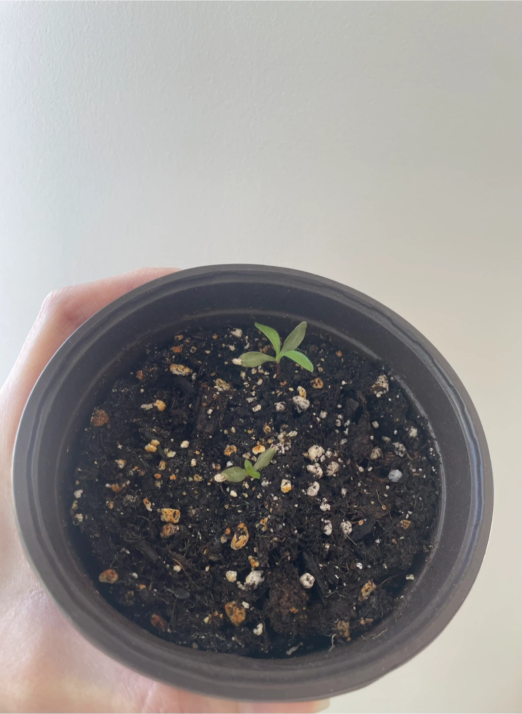 Gomphrena/Globe Amaranth flower seedlings - photo 2
