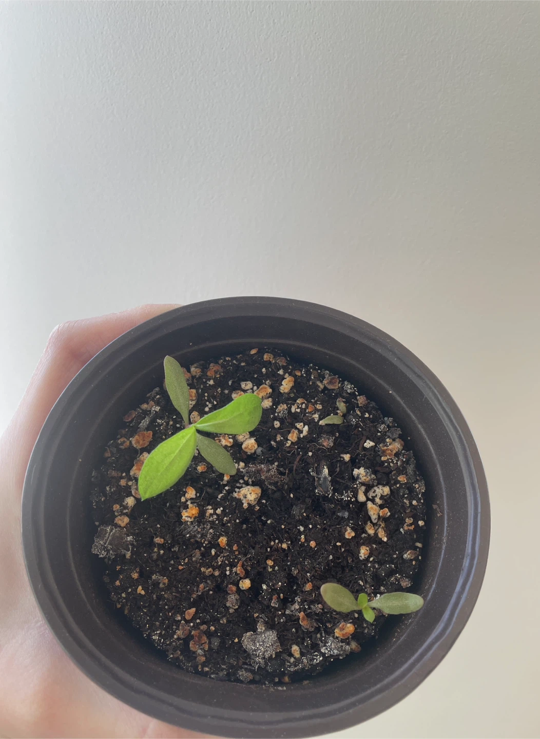 Gomphrena/Globe Amaranth flower seedlings