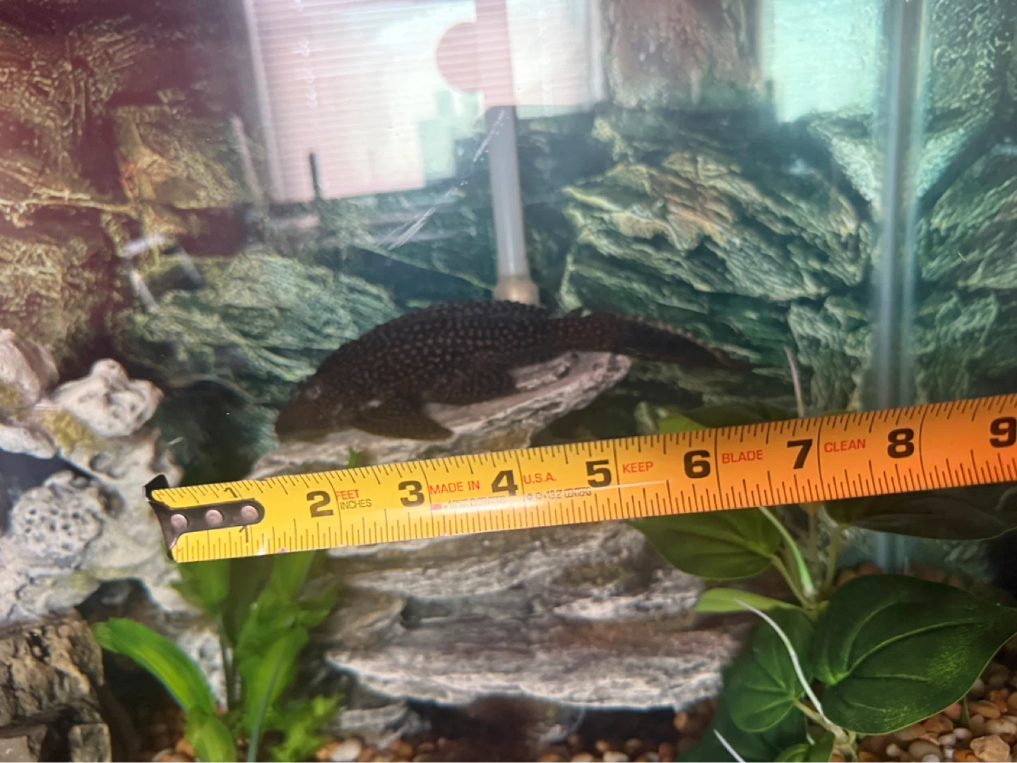 Pleco