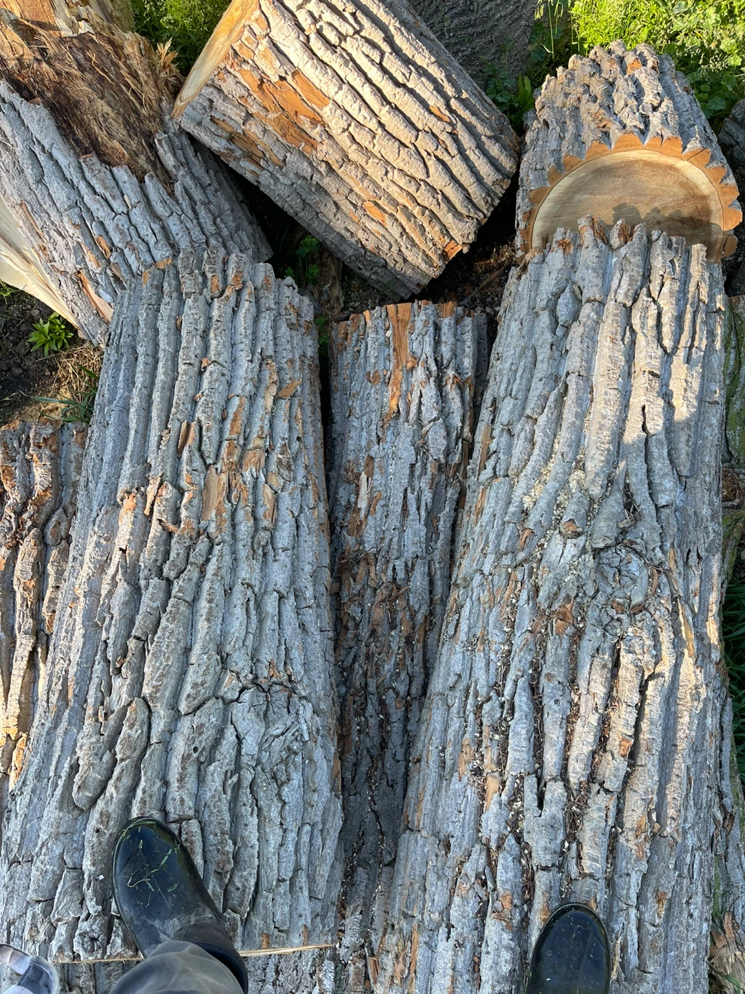 Tree Stumps & Logs for Projects - photo 3