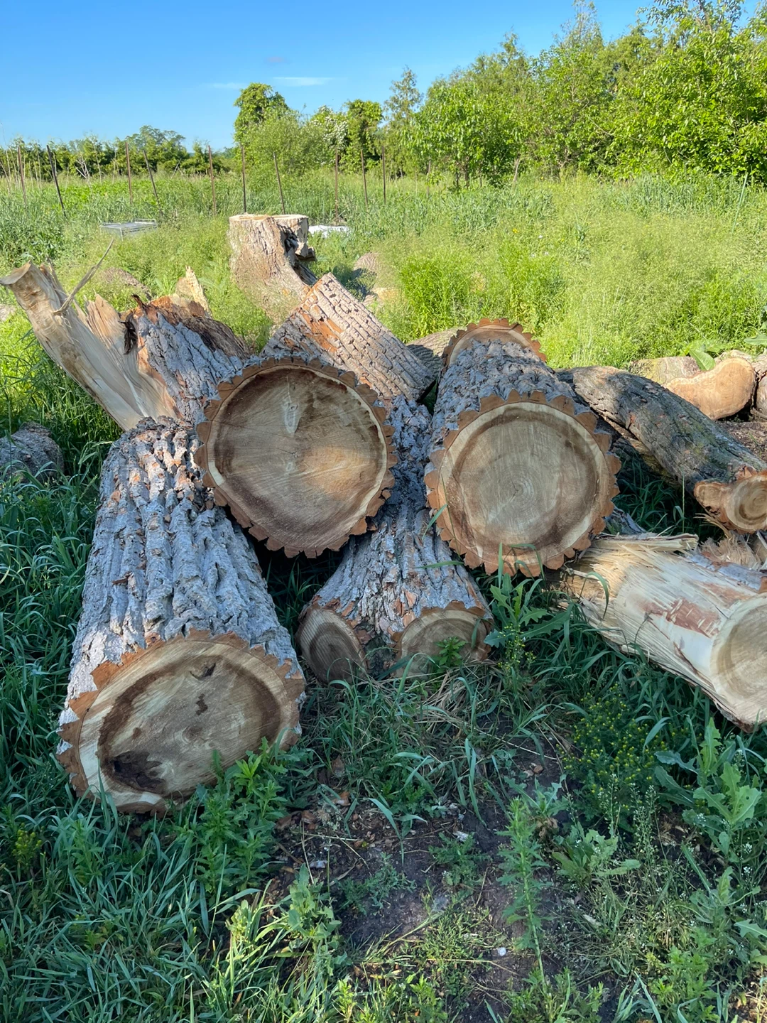 Tree Stumps & Logs for Projects - photo 4