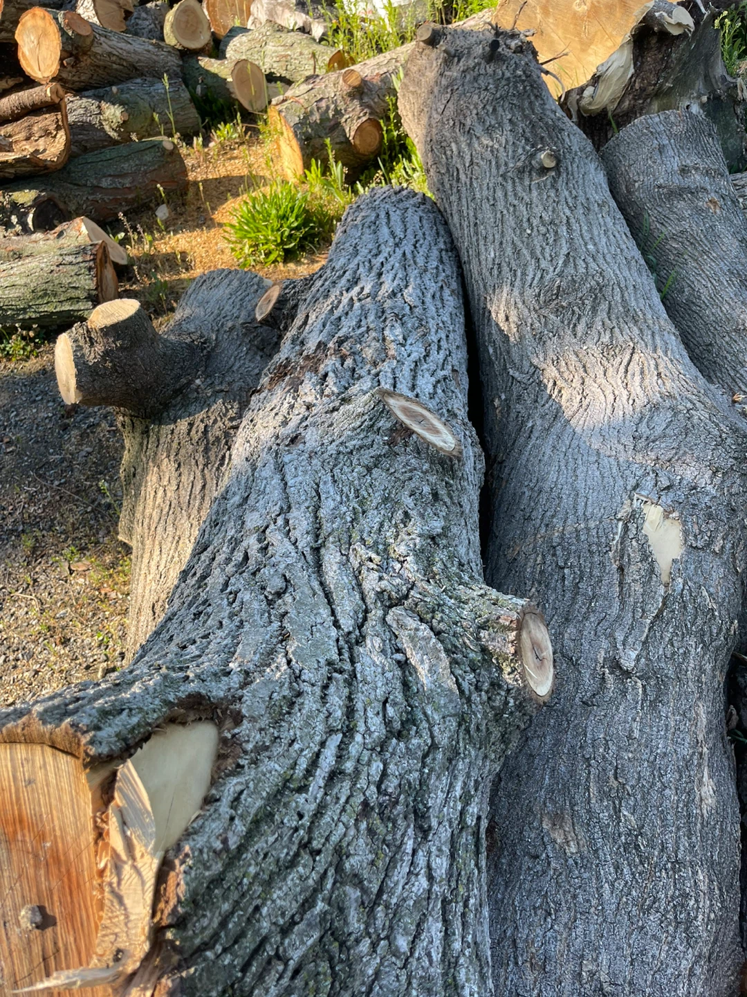Tree Stumps & Logs for Projects - photo 2