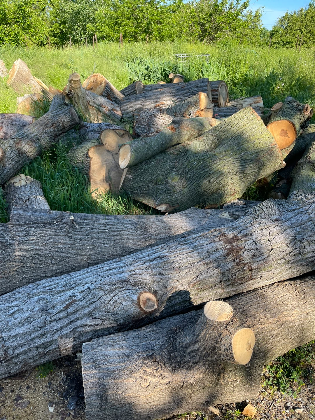 Tree Stumps & Logs for Projects - photo 5