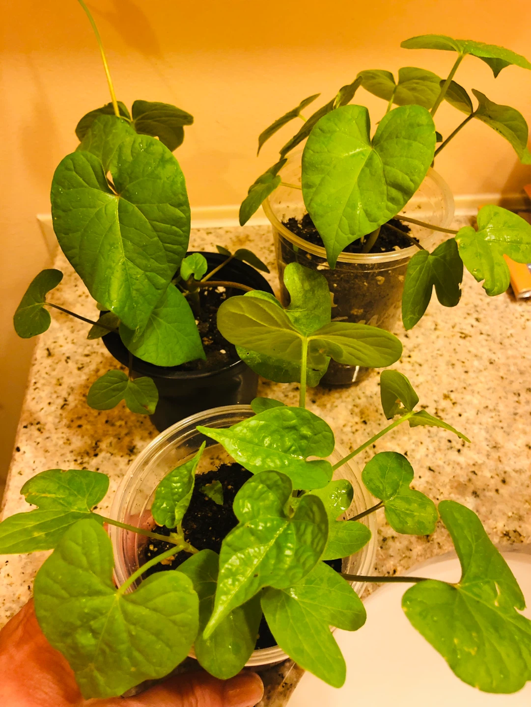 Morning Glory, mix of 3 colours - photo 3