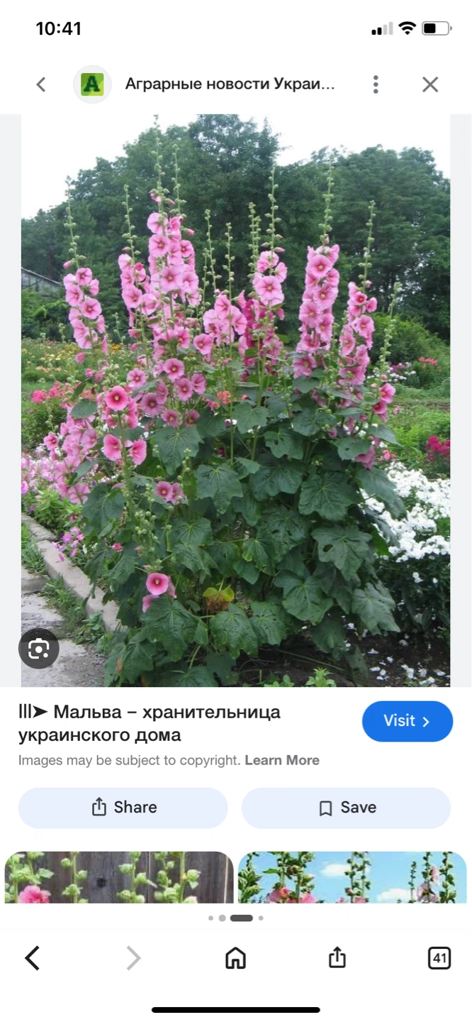 Pink Hollyhocks Plant