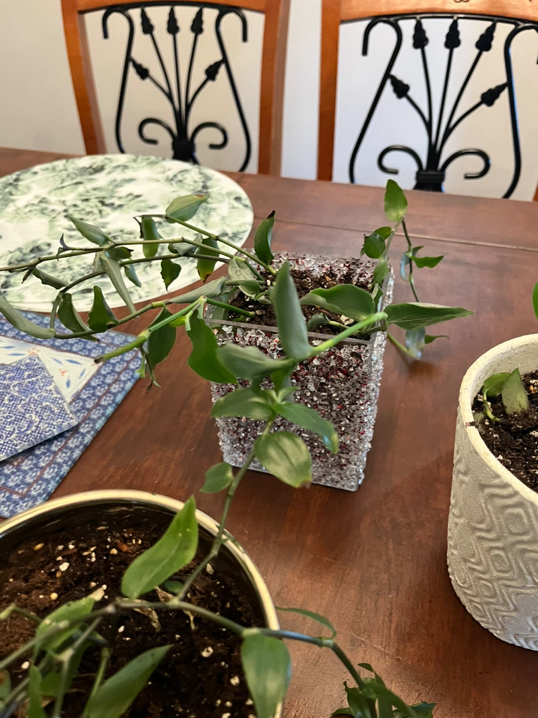 Hanging Plants in Decorative Pots - photo 5
