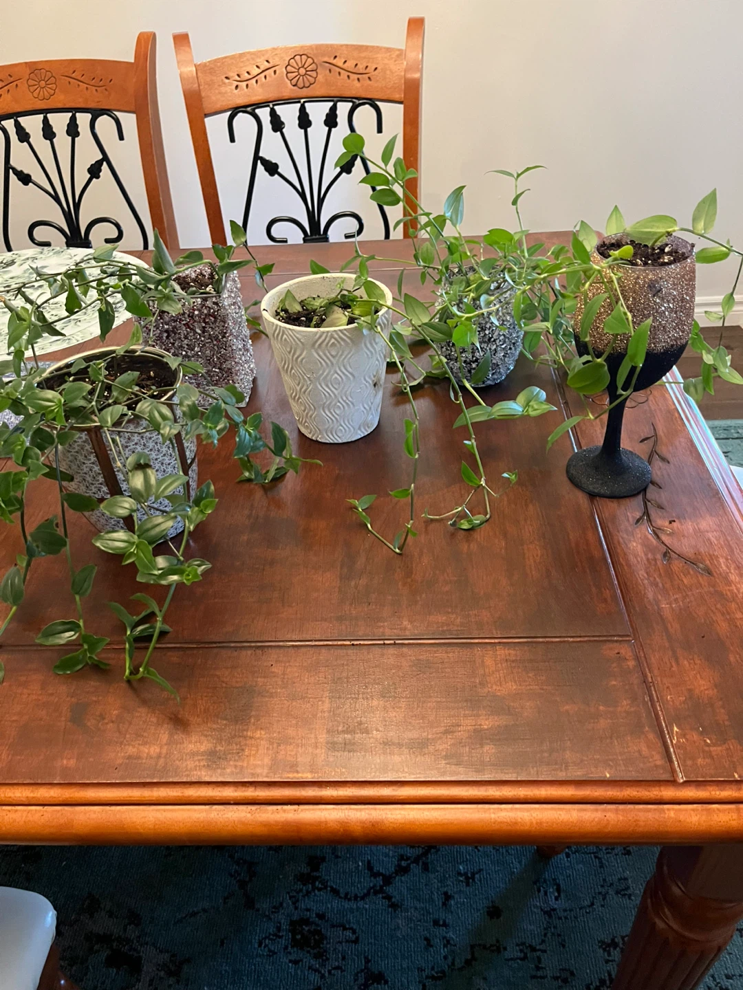 Hanging Plants in Decorative Pots
