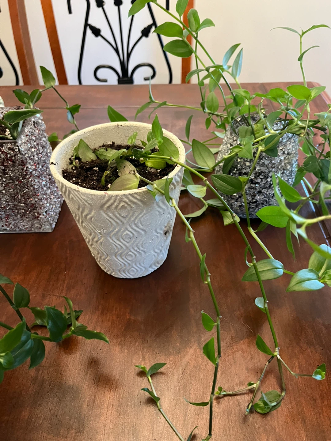Hanging Plants in Decorative Pots - photo 4