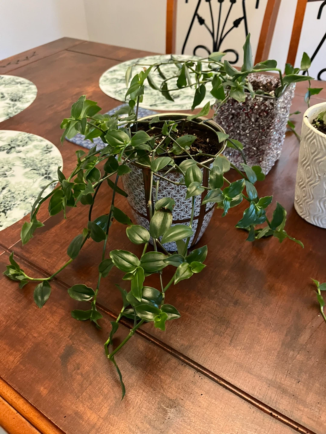 Hanging Plants in Decorative Pots - photo 3