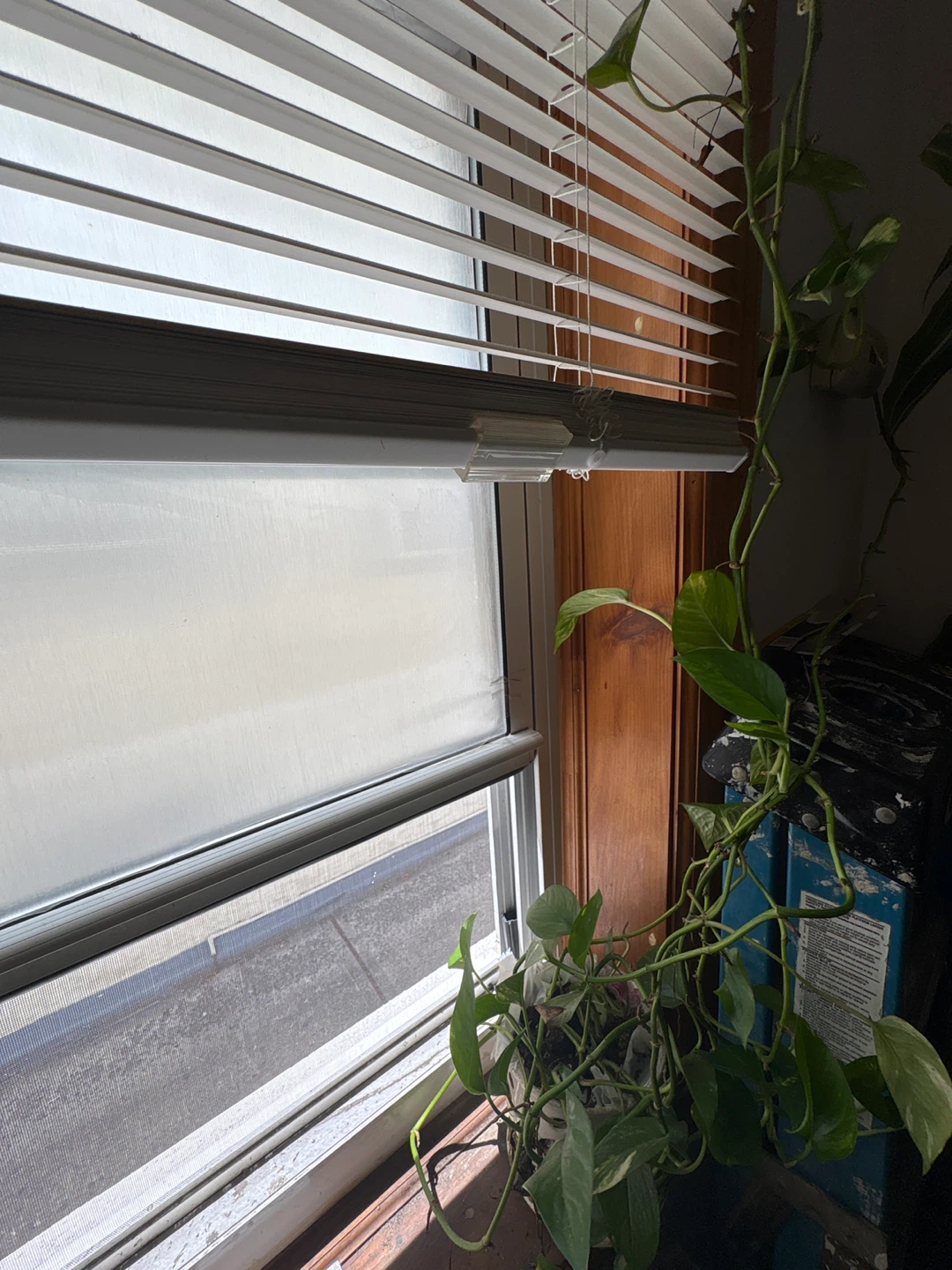 FREE Photos Plant