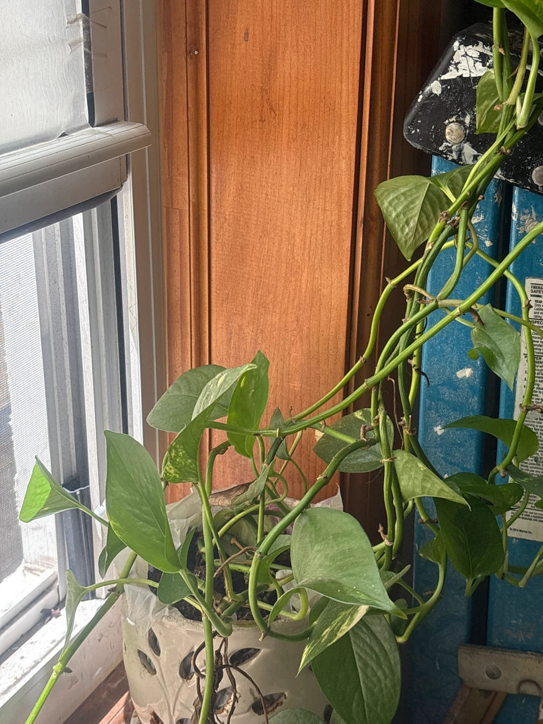 FREE Photos Plant - photo 2