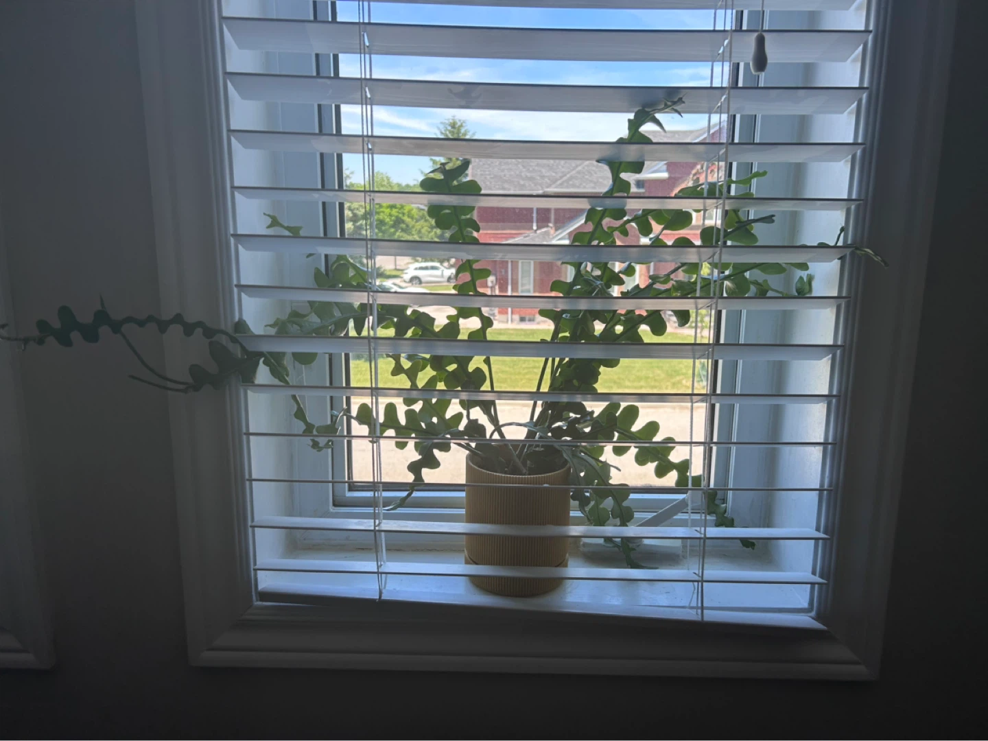 Ric Rac Cactus Plant