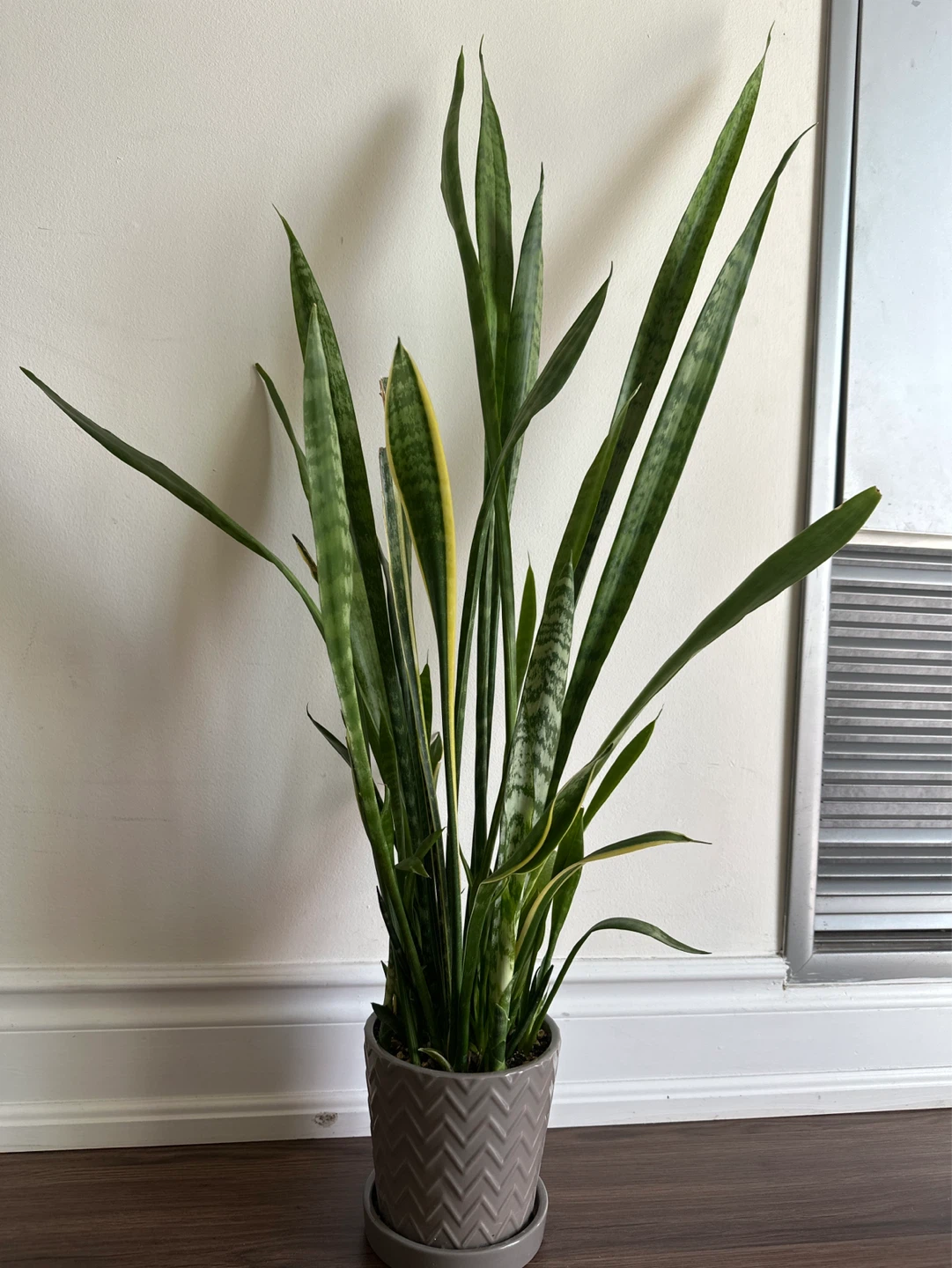 Snake Plant in Chevron Pot