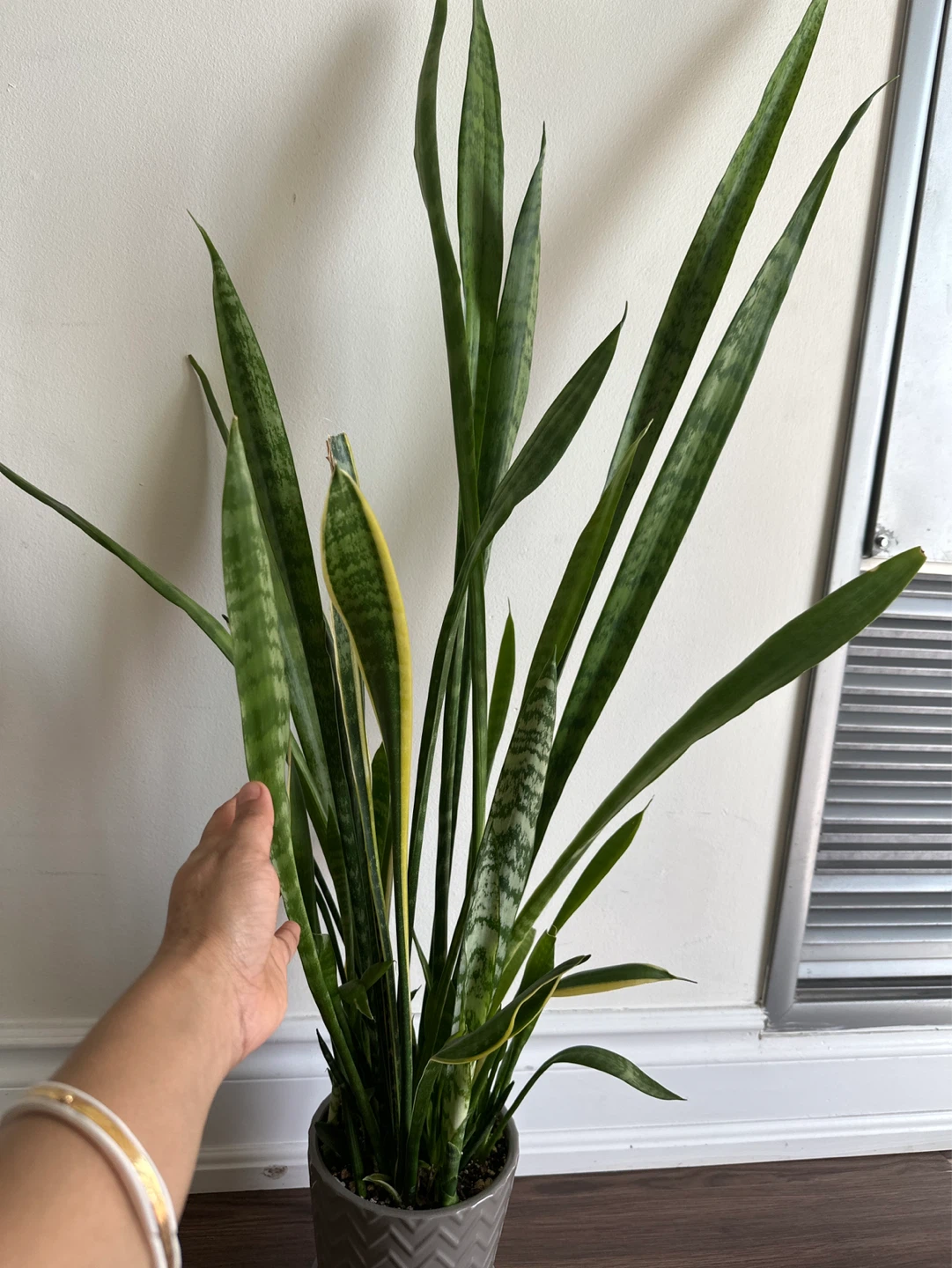 Snake Plant in Chevron Pot - photo 2