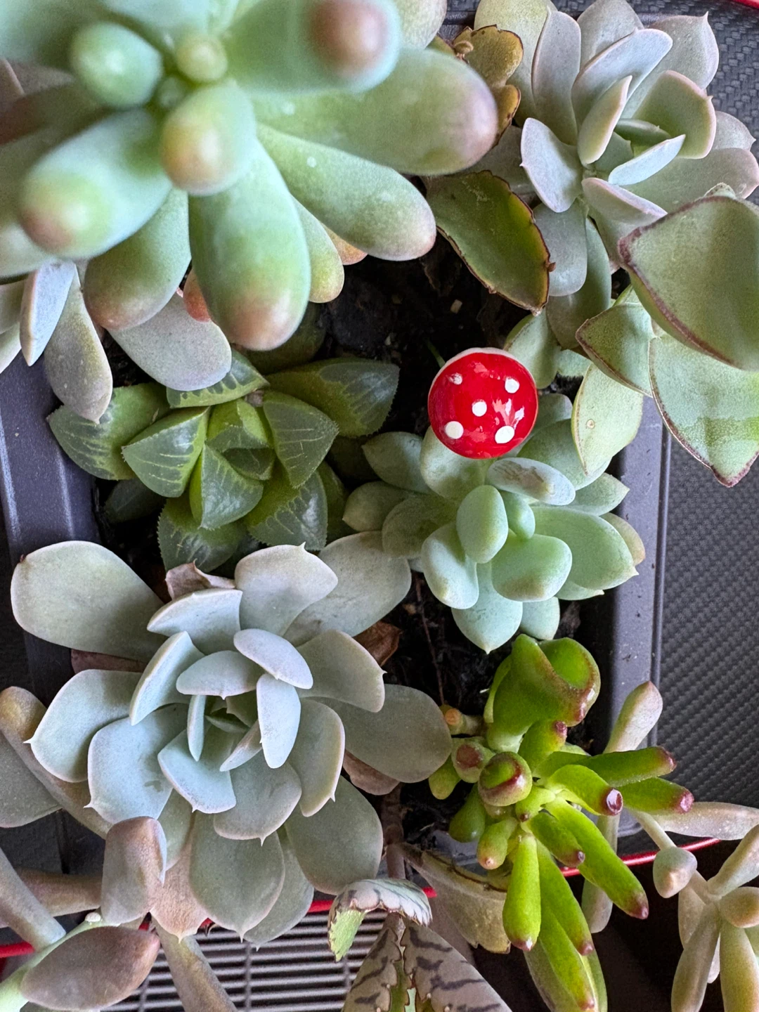 Succulents collections